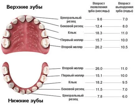 Scoaterea unui dinte copil într-un copil fără lacrimi - acasă și la dentist (copil) Scoaterea unui dinte copil într-un copil fără lacrimi - acasă și la dentist