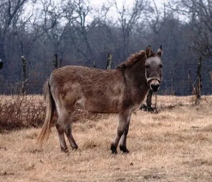 Top 25 animale hibrid uimitor, care merită văzut