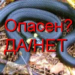 Șerpi și vipere cum să distingă