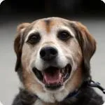 dacă animalele sunt capabile să zâmbească la știri despre animale