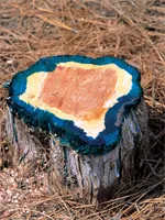 Distrugerea preparatelor copaci, erbicide, metode; distrugerea chimică a arborilor, sfaturi - (copaci) Distrugerea preparatelor copaci, erbicide, metode; distrugerea chimică a arborilor, sfaturi -