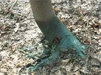 Distrugerea preparatelor copaci, erbicide, metode; distrugerea chimică de copaci, sfaturi - (întreaga circumferință a copacului) Distrugerea preparatelor copaci, erbicide, metode; distrugerea chimică a arborilor, sfaturi -