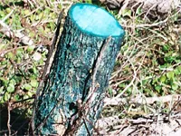 Distrugerea preparatelor copaci, erbicide, metode; distrugerea chimică a arborilor, sfaturi - (chimice) Distrugerea preparatelor copaci, erbicide, metode; distrugerea chimică a arborilor, sfaturi -