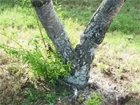 Distrugerea preparatelor copaci, erbicide, metode; distrugerea chimică de copaci, sfaturi - (metode) Distrugerea preparatelor copaci, erbicide, metode; distrugerea chimică a arborilor, sfaturi -