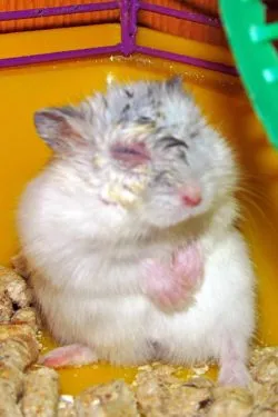 Hamsterii nu se deschid ochii (sau festers) ce face la domiciliu (hamster) Hamsterii nu se deschid ochii (sau festers) ce să facă la domiciliu