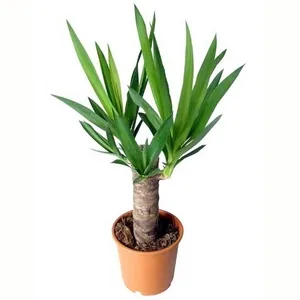 Află de ce rândul său, galben și frunze uscate de Yucca, precum și ce să facă pentru a salva planta favorit (cere) Află de ce rândul său, galben și frunze uscate de Yucca, precum și ce să facă pentru a salva planta ta preferata