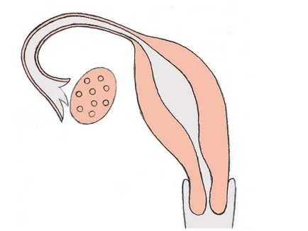 ecografie pelvină în ce zi a ciclului do (pelvis) ecografie pelvină în ce zi a ciclului do