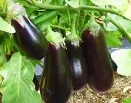 Cultivarea în coriandru câmp deschis (în aer liber) Cultivarea în teren deschis coriandru