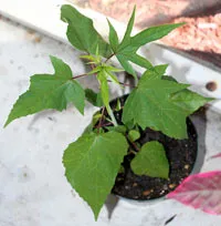 Cultivarea hibiscus sămânță 1