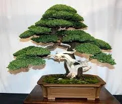 Cultivarea pas cu pas instrucțiunile bonsai cu fotografii