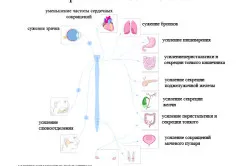 Autonom structura sistemului nervos și a funcției (structură) Autonom structura sistemului nervos și a funcției