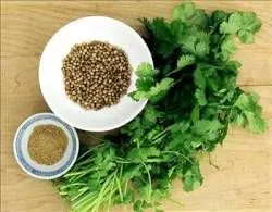 Cultivarea coriandru și coriandru cum să crească în țară, de îngrijire în sere, în teren deschis, pe