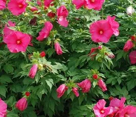 Cultivarea semințelor de hibiscus