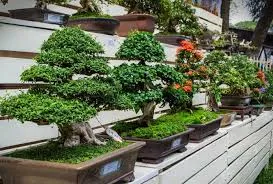 Cultivarea pas cu pas instrucțiunile bonsai cu fotografii