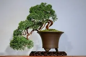 Cultivarea pas cu pas instrucțiunile bonsai cu fotografii
