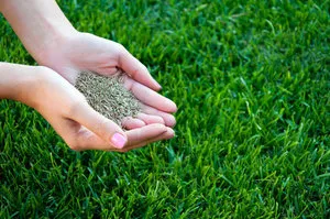 Tipuri de ierburi ornamentale pentru peluze modul de a alege cel mai bun mix (alege) Tipuri de ierburi ornamentale pentru peluze modul de a alege cel mai bun mix