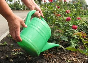 trandafiri de primăvară de transplant la alte funcții de localizare și reguli de când și cum sa transplant trandafirul (la fața locului) trandafiri de primăvară de transplant la alte funcții de localizare și reguli de când și cum să transplant trandafirul