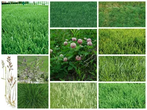 Tipuri de ierburi ornamentale pentru peluze modul de a alege cel mai bun mix (alege) Tipuri de ierburi ornamentale pentru peluze modul de a alege cel mai bun mix