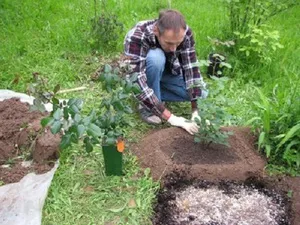 trandafiri de primăvară de transplant la alte funcții de localizare și reguli de când și cum sa transplant trandafirul (a crescut de primăvară transplantare un alt loc unde vă puteți transplant) trandafiri de primăvară de transplant la alte funcții de localizare și reguli de când și cum să transplant trandafirul