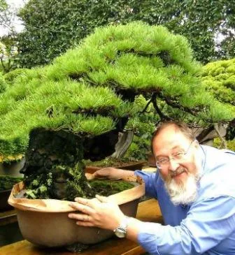 Cultivarea pas cu pas instrucțiunile bonsai cu fotografii