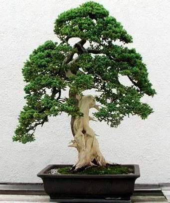 Forme de bonsai