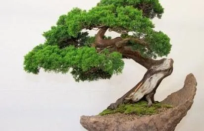 Cultivarea pas cu pas instrucțiunile bonsai cu fotografii