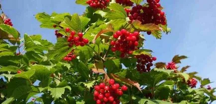 Cultivarea Viburnum în grădină (70 poze) din semințe, butași, soiuri, mașini agricole, condiții, caracteristici,