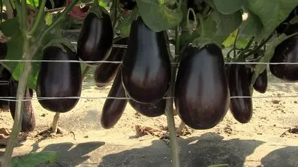 Cultivarea răsaduri de vinete în casă - secretele de creștere