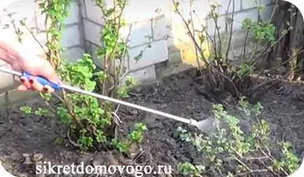 coacăz de prelucrare de primăvară, secretele casei