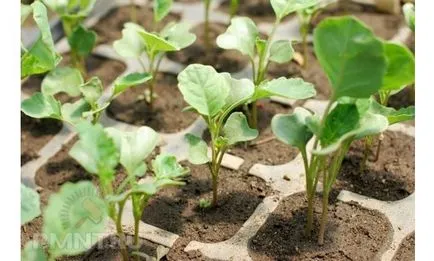 Cultivarea de plantare și îngrijire conopidă (foto)