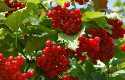 Cultivarea Viburnum în grădină (70 poze) din semințe, butași, soiuri, mașini agricole, condiții, caracteristici,