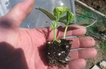 Cultivarea de caracteristici de castravete din China și beneficii, caracteristici și îngrijire diagrama de aterizare (în creștere) Cultivarea castraveți caracteristici chinezești și beneficiile, caracteristicile și schema de plantare, îngrijire,