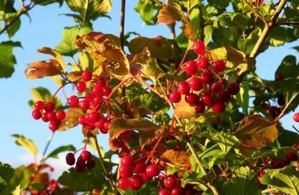 Cultivarea Viburnum în grădină (70 poze) din semințe, butași, soiuri, mașini agricole, condiții, caracteristici,