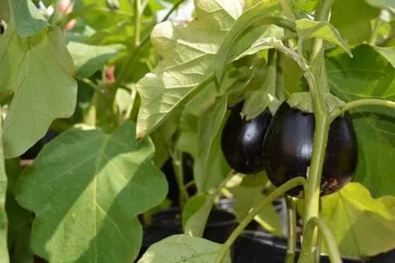 Cultivarea răsaduri de vinete în casă - secretele de creștere