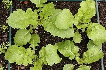 Cultivarea din semințe de nap date, caracteristici, norme
