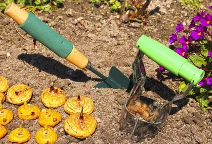 Cultivarea Gladiole la domiciliu, sfaturi pentru incepatori
