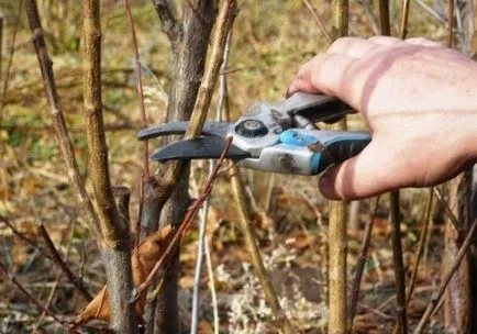 Cultivăm un măr dintr-o piatră sau o sucursală în casă
