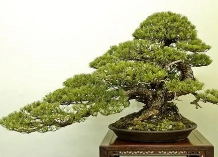 Cultivarea pas cu pas instrucțiunile bonsai cu fotografii