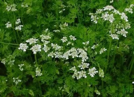 Cultivarea coriandru și coriandru cum să crească în țară, de îngrijire în sere, în teren deschis, pe