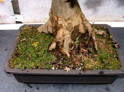 Forme de bonsai