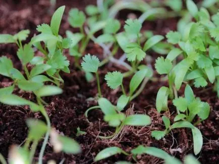 Cultivarea în coriandru câmp deschis (în aer liber) Cultivarea în teren deschis coriandru