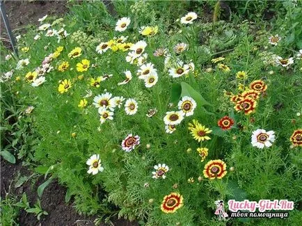 cultivarea Venidium semințelor și îngrijire deosebită (venidium) cultivarea Venidium de semințe și de îngrijire specială