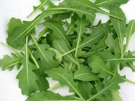 Cultivarea rucola în condiții de câmp deschis, cultură, soiurile recomandate