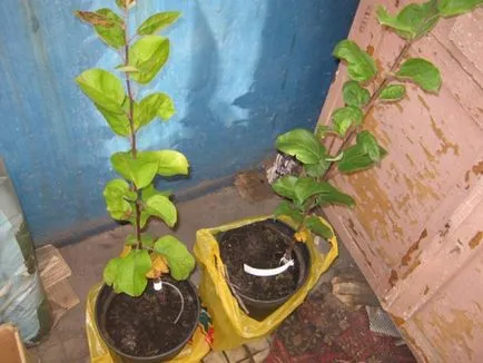 Cultivăm un măr dintr-o piatră sau o sucursală în casă
