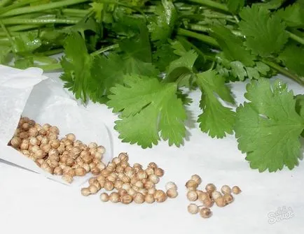 Cultivarea în coriandru câmp deschis (cilantro) Cultivarea în teren deschis coriandru