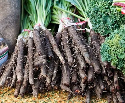 Cultivarea din semințe Scorzonera
