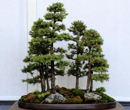 Forme de bonsai