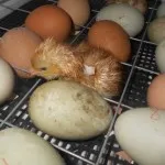 Derivare de pui în incubator în mediul video de interior