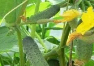 timp de plantare castravete