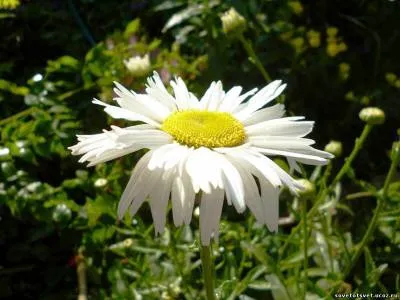 panglici de broderie Daisy, comandantul - o clasă pentru începători - sfat bun - gradina de legume, gradina, casa